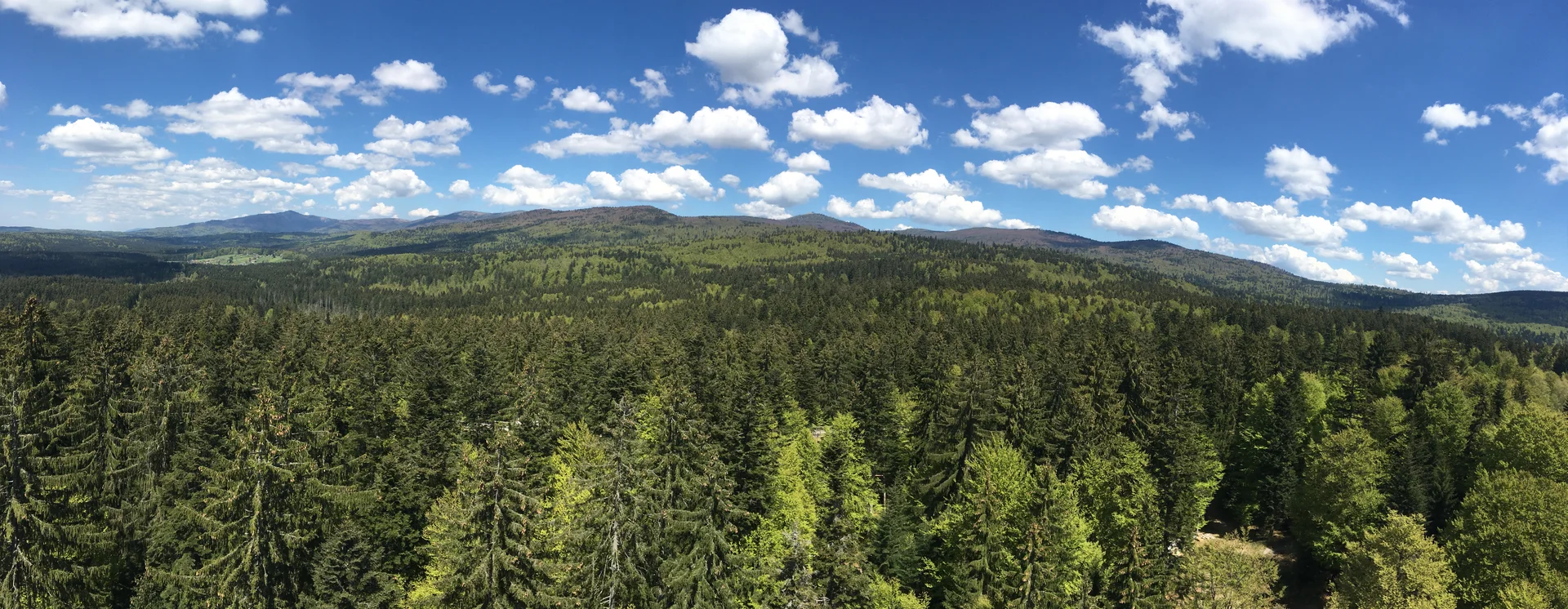 Weiter Blick vom Baumwipfelpfad Neuschönau über den Nationalpark Bayerischer Wald